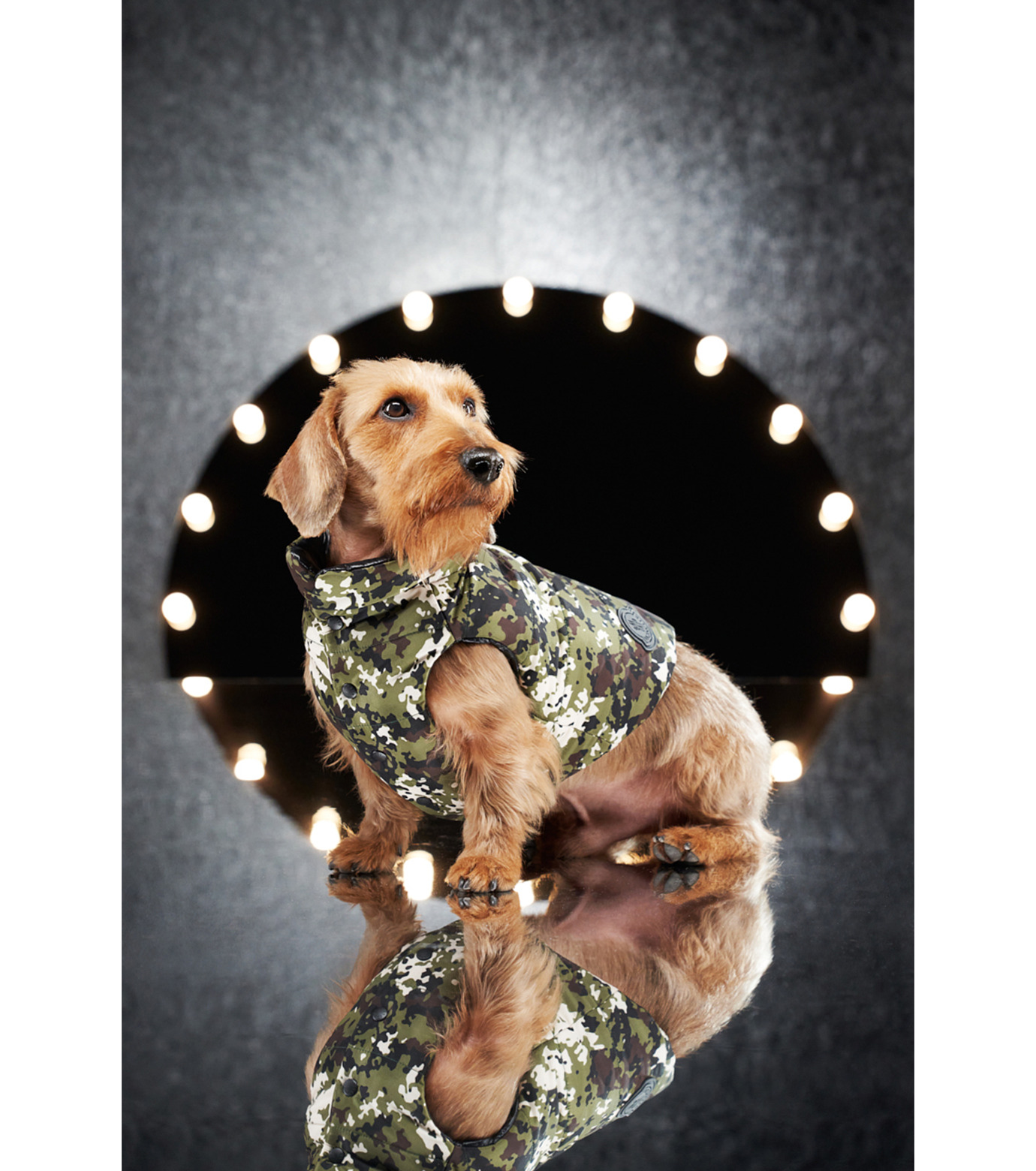 MONCLER 犬用ボルドドッグクチュール　ダウン モンクレール × ポルド ドッグ クチュール: 犬のための